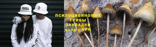прущие грибы Рославль